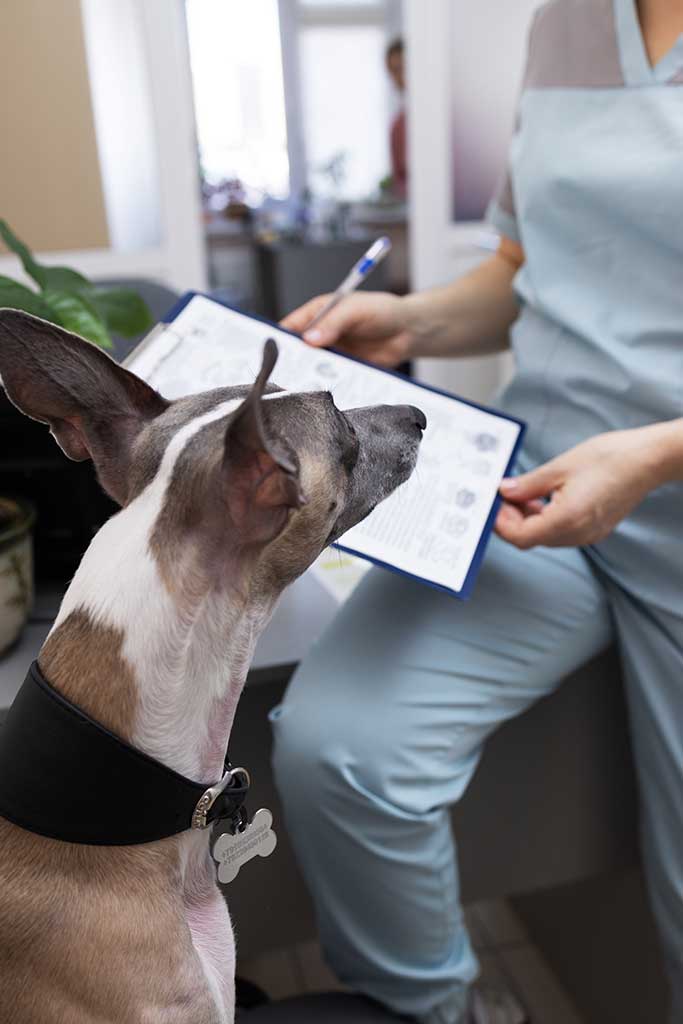 Abogados de seguros para mascotas en Miami