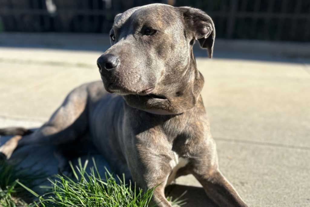 Best Pet Shipping Company for International Pet Travel in Florida