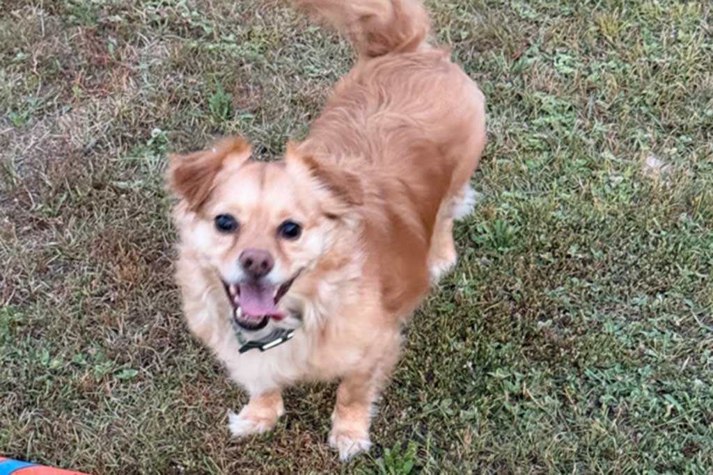 Best Pet Shipping Company for International Pet Travel2