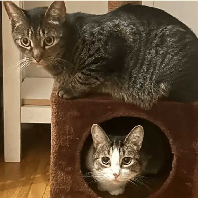 Best Pet Shipping Company for International Pet Travel3