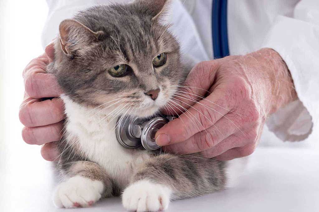 problemas gastrointestinales en gatos