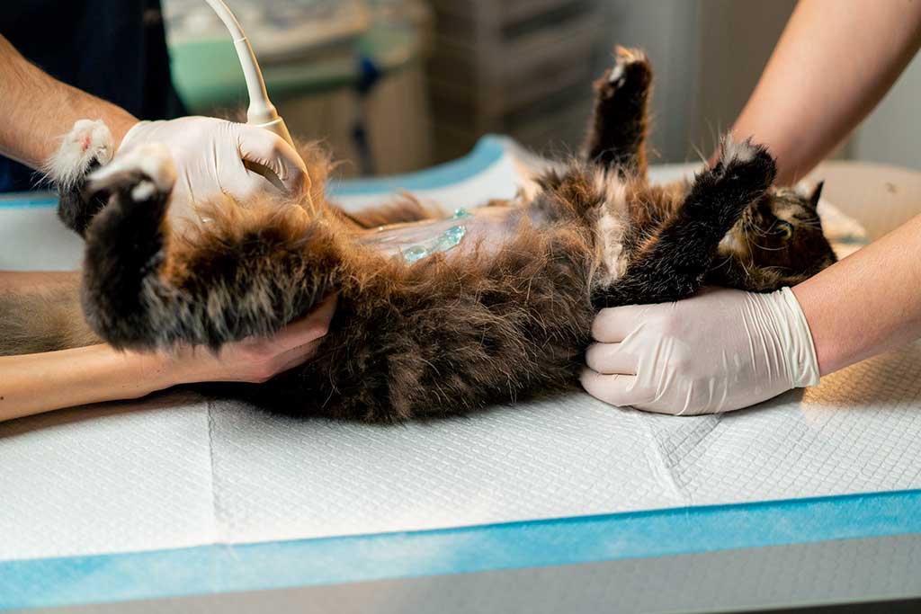 Problemas gastrointestinales en gatos