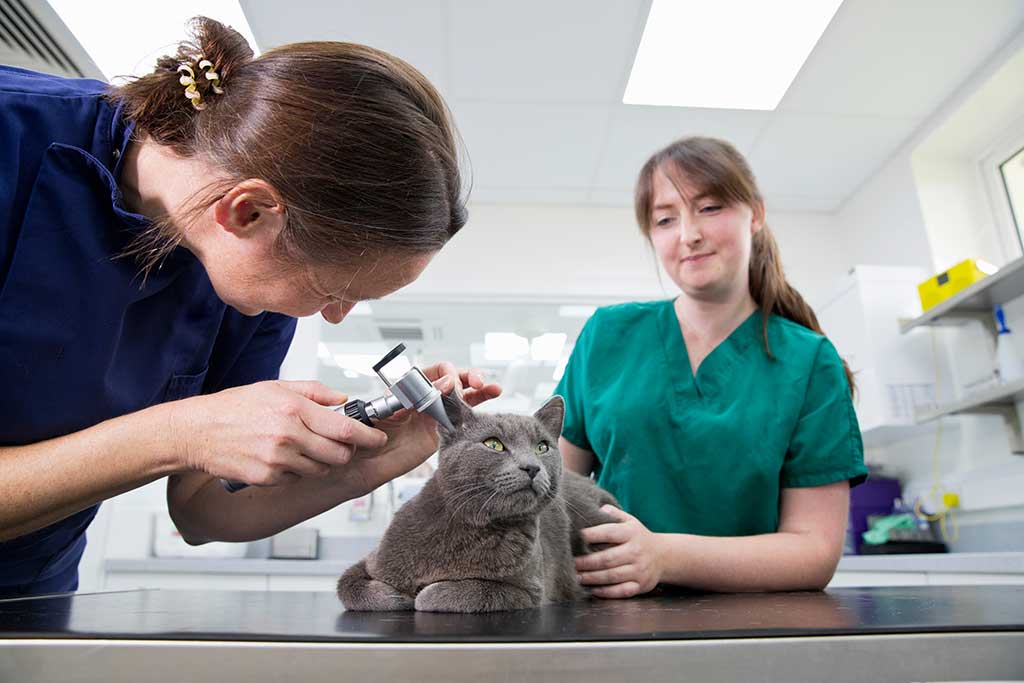 Enfermedades de las mascotas que generan reclamos al seguro
