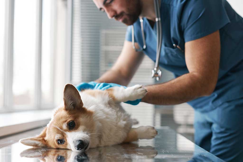 seguro para mascotas en emergencias veterinarias

