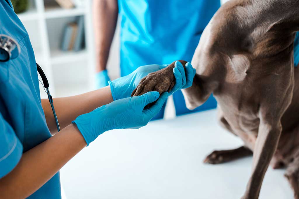 Veterinary Emergencies and Insurance Disputes