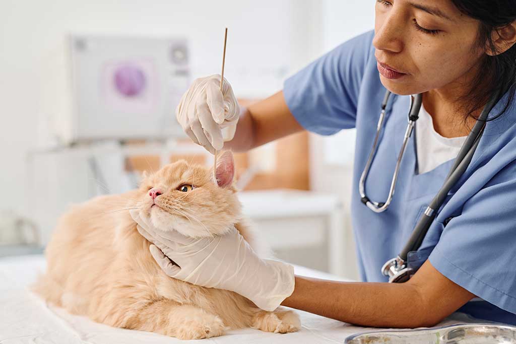 pet ear infections 1