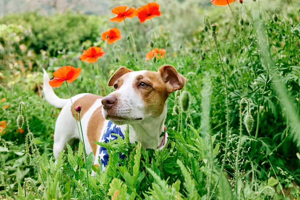 3 formas de celebrar el día nacional de las mascotas sin dejar de cuidarla